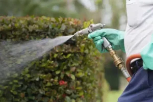 A professional controlling pest by giving spray on the plants