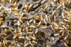 Close-up of a termite infestation in wood structure, highlighting the need for pest control services.