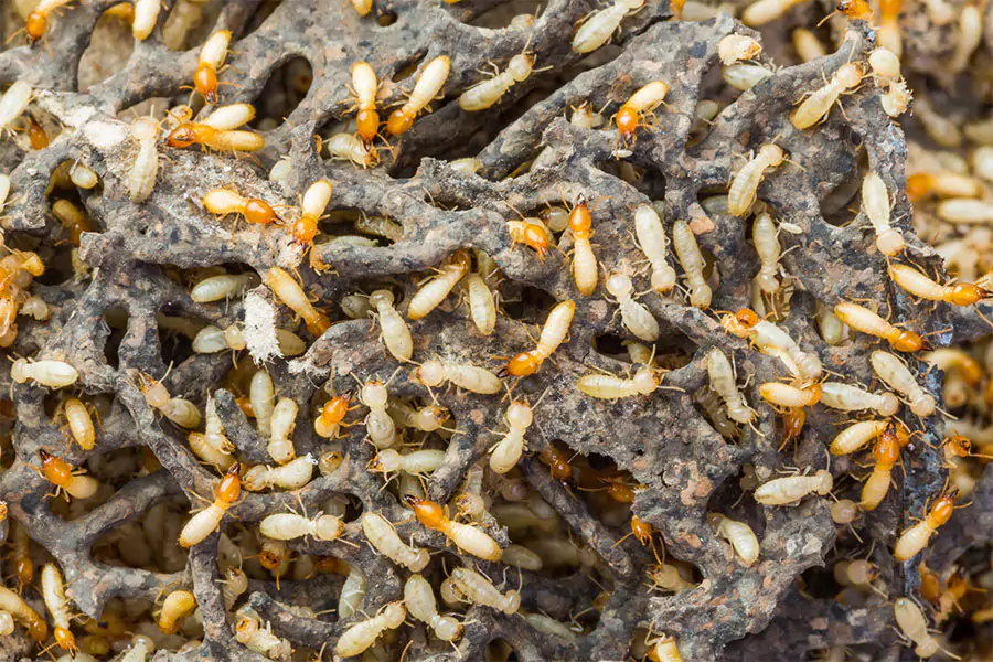 Close-up of a termite infestation in wood structure, highlighting the need for pest control services.