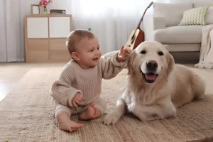 Happy baby playing with a friendly golden retriever on a cozy carpet in a bright and welcoming living room.