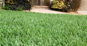 Lush, well-maintained lawn showcasing expert weed control and lawn care in Cumming, GA.