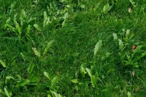 Close-up view of green grass with weeds growing among the blades.
