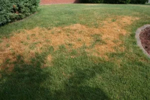Patchy brown spots on a lawn, a common sign of lawn disease or improper irrigation. Learn how to identify and prevent common lawn diseases to keep your Canton, GA lawn green and healthy.