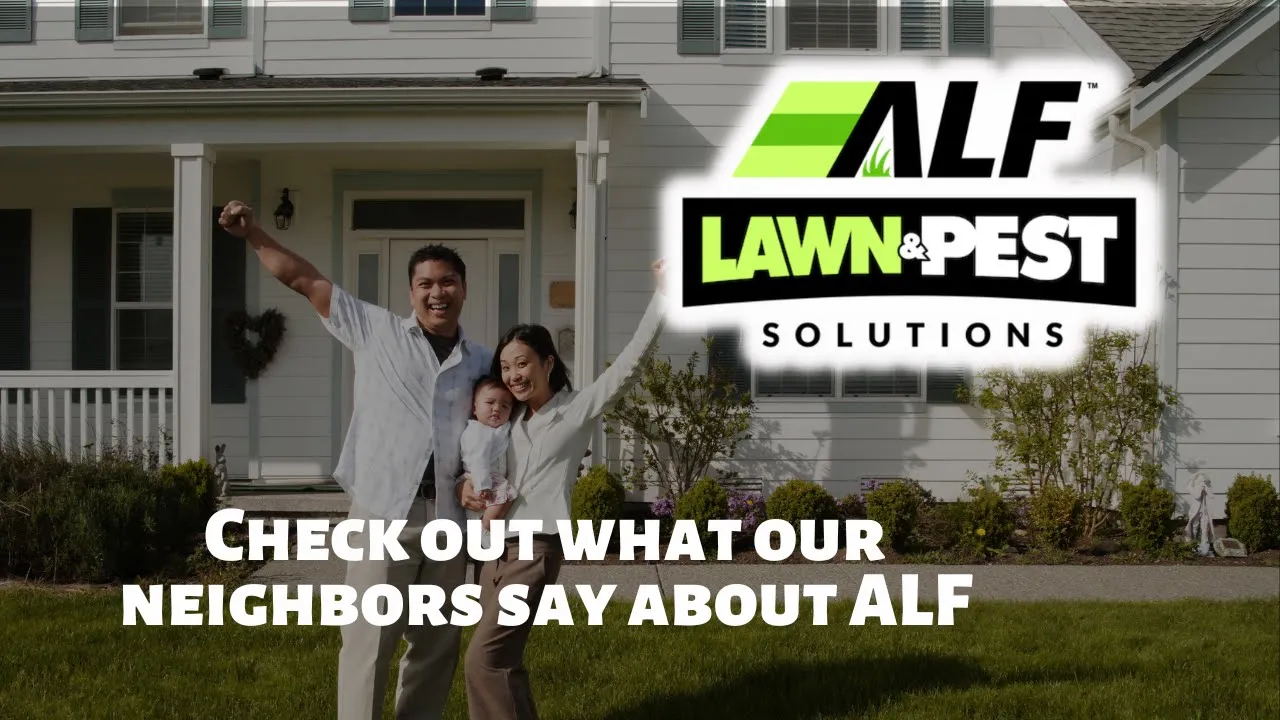 Close-up of a technician from ALF Lawn & Pest Solutions spraying a lawn treatment solution on vibrant green grass, emphasizing thorough pest and weed control services.