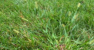 Common Weed Infestations in Cumming Lawns and How to Prevent Them
