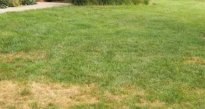 Patchy lawn with brown spots and uneven grass growth—common spring lawn diseases affecting yards in Cumming, GA.