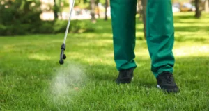 Technician spraying lawn with herbicide for weed control during summer lawn treatment