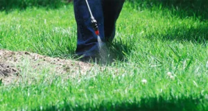 Weed control treatment being applied to lawn in Cumming, GA during summer for healthy grass maintenance