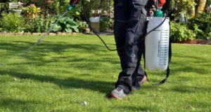 Technician applying pre-emergent weed control treatment to a green lawn during summer in Gainesville, GA – essential seasonal lawn care service.