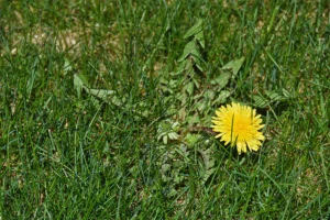 Dandelion weed growing in a green lawn—example of common lawn weeds targeted by fertilization and weed control treatments in Cumming, GA