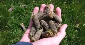 Hand holding lawn soil plugs after core aeration on green grass in Cumming, GA