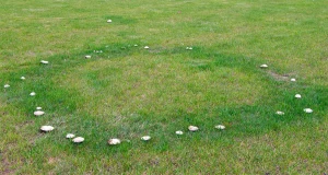 Fairy ring of mushrooms forming a circular pattern on a grassy lawn, a common lawn care issue in Canton, GA