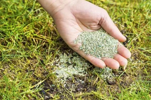 Hand overseeding lawn with grass seed on thin patchy turf – proper soil preparation, high-quality seed, and lawn care tips for successful overseeding and aeration in Cumming, GA.