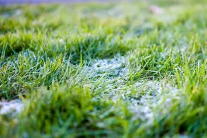 Frost-covered green grass during winter in Cumming, GA showing the impact of seasonal weather on commercial lawn maintenance and preparation.