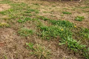 Brown patch and weeds spreading across a stressed fescue lawn in Dawsonville, GA caused by summer heat and fungal lawn disease