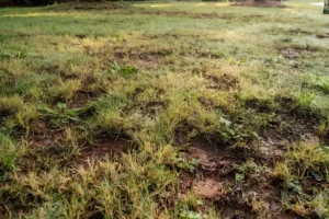 A thinning lawn with patchy grass, bare soil, and weak turf growth showing signs of lawn stress.