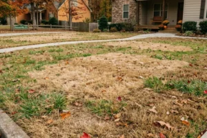 Patchy brown and dry grass across a residential front lawn in Dawsonville, GA, showing signs of fall dormancy or lawn stress before winter.