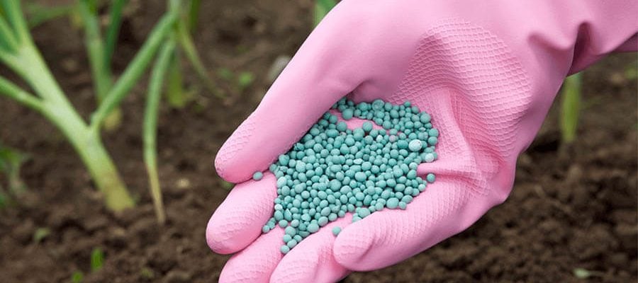 Tree & Shrub Fertilization by wearing gloves in a hand