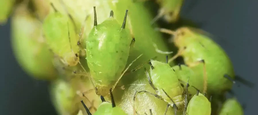 Aphid control services in cumming ga