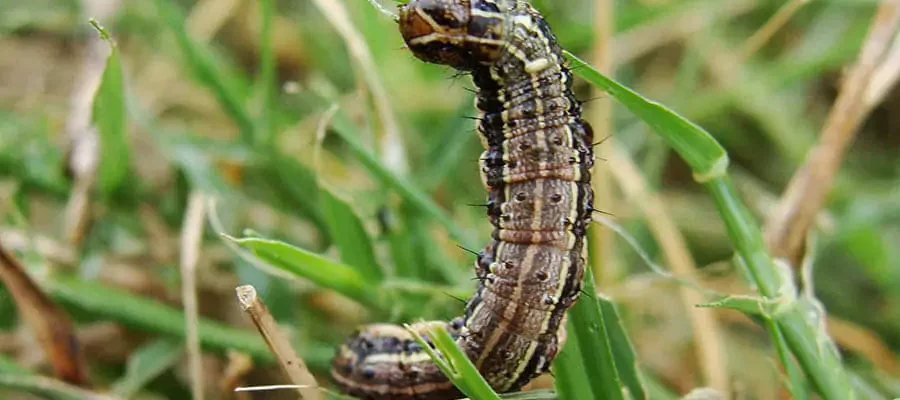 A Armyworms on the grass
