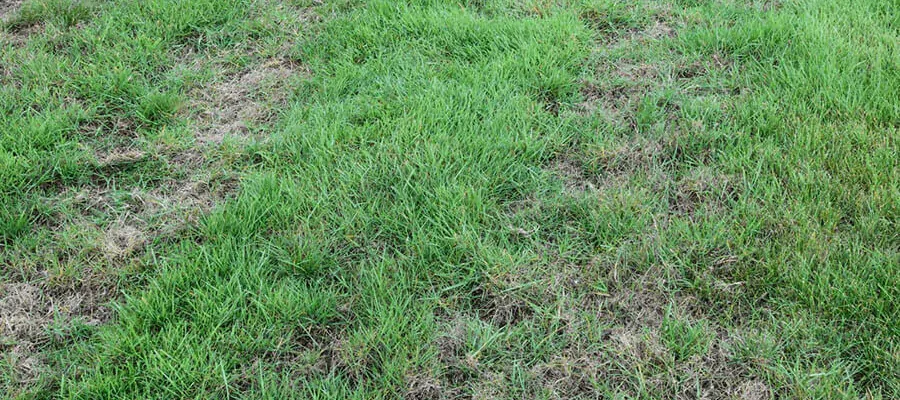 A lawn affected by Army Worms