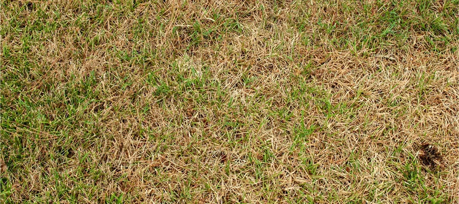A lawn fully affected with brown patches