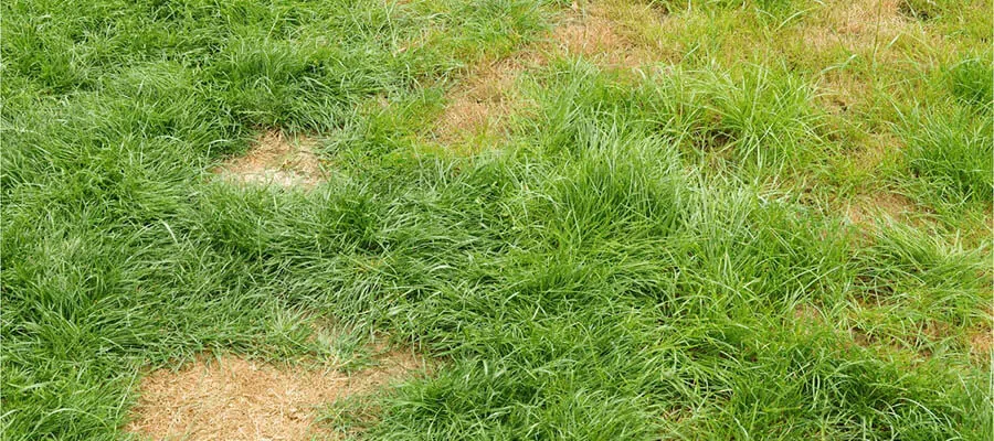 A lawn affected with brown patches