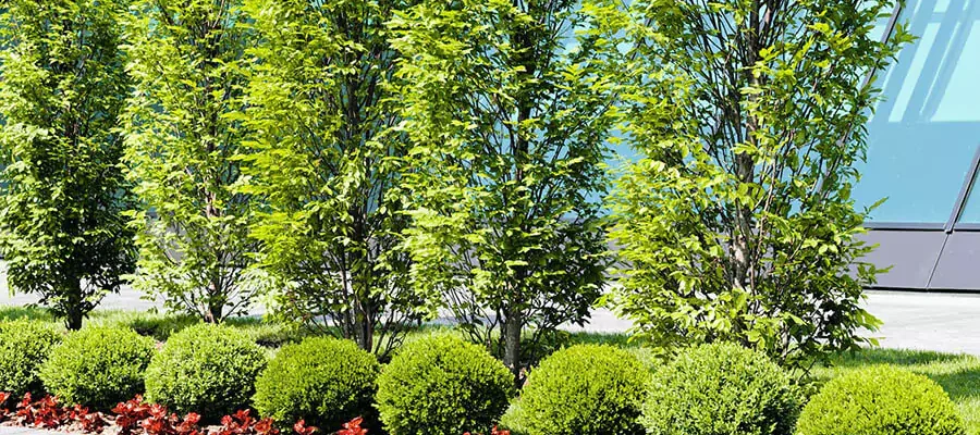 A walking path in the garden