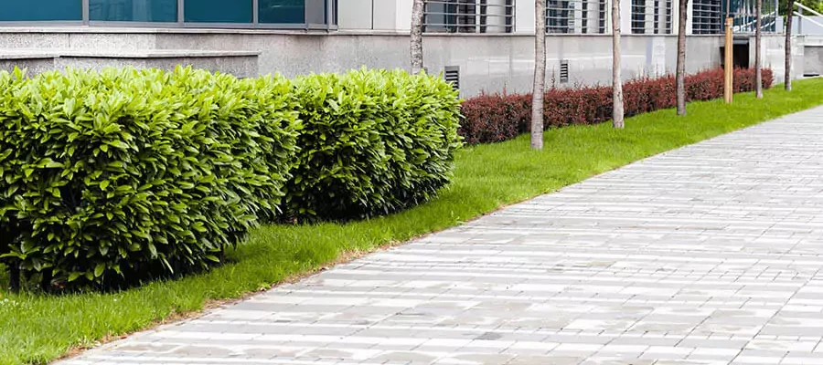 A walking path in the garden