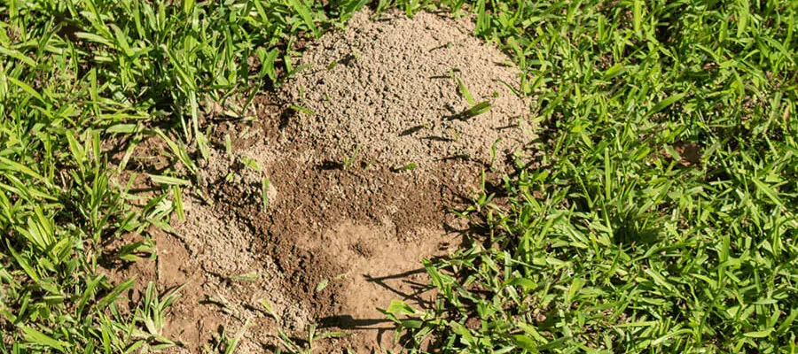 Lawn affected by fire ant