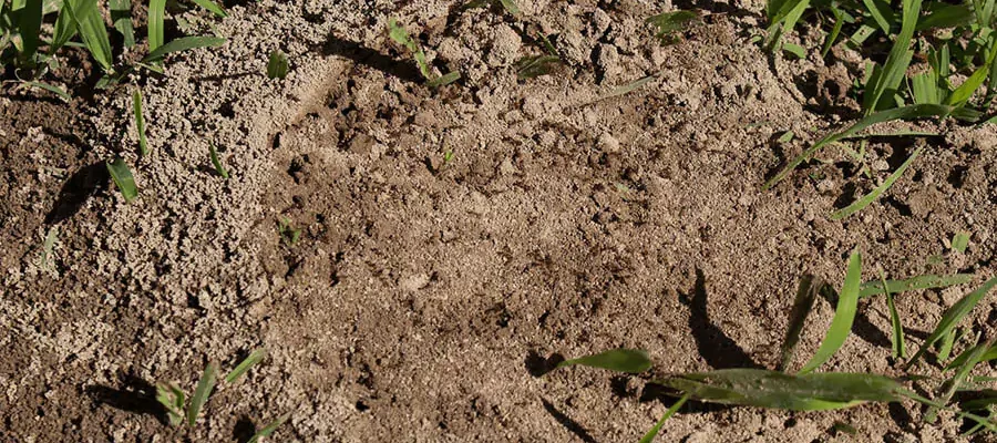 Lawn affected by fire ant