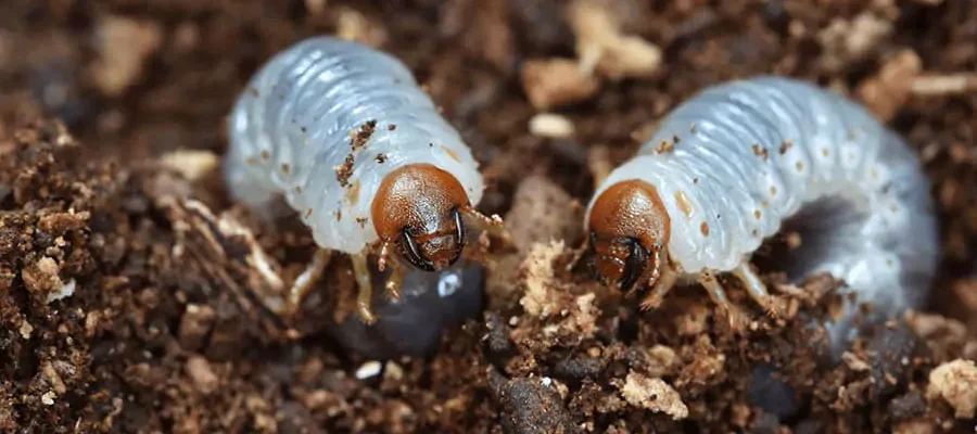 Two grubs into the soil