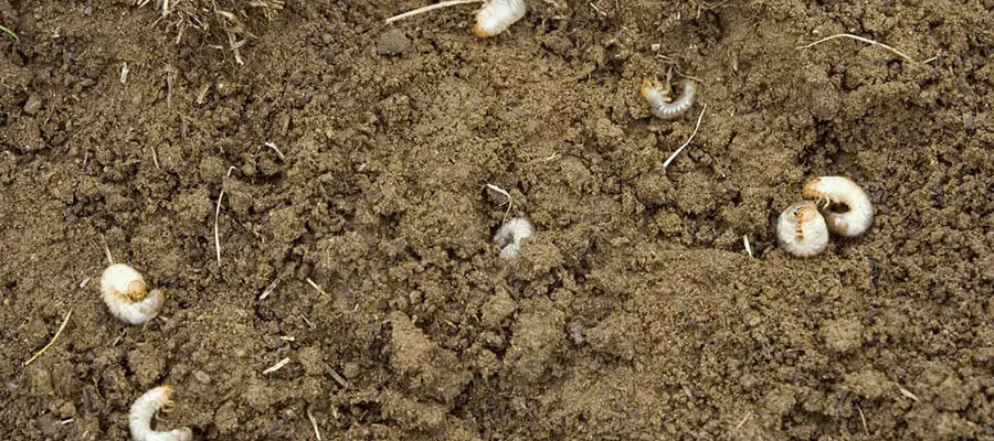 lots of grub into the soil
