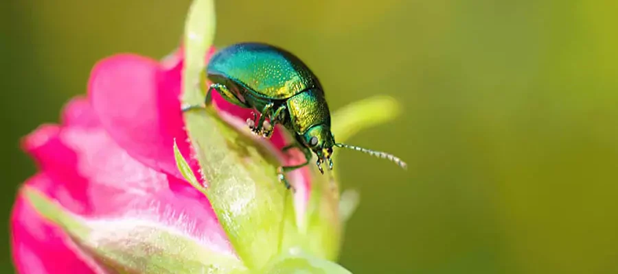 Japanese Beatle over the pink color flower