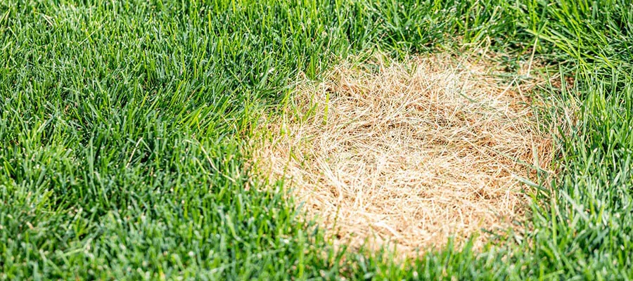 disease control lawn diseases how to treat