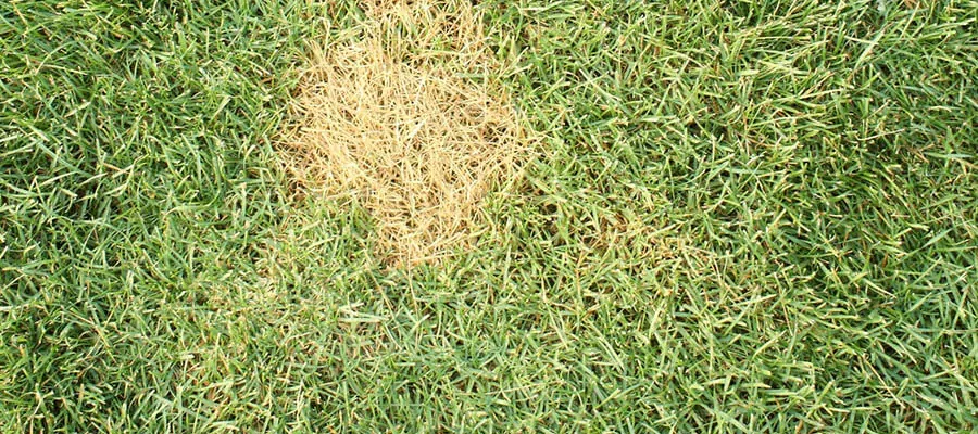 A lawn affected by the disease