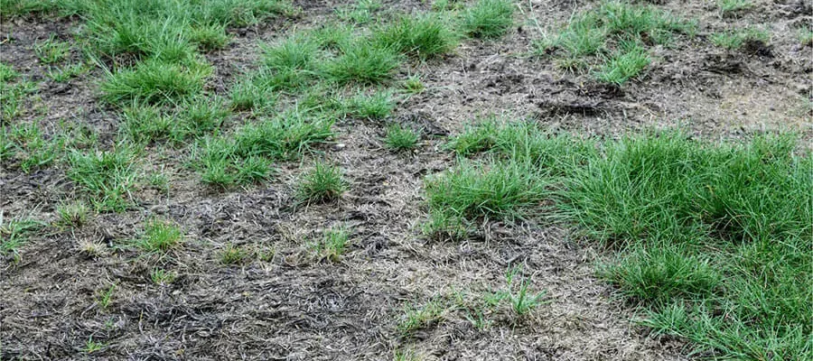 A lawn affected by the disease
