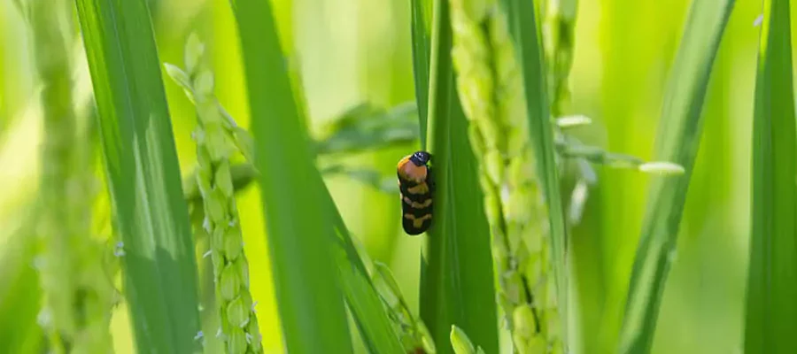 Inset over the rice leaves