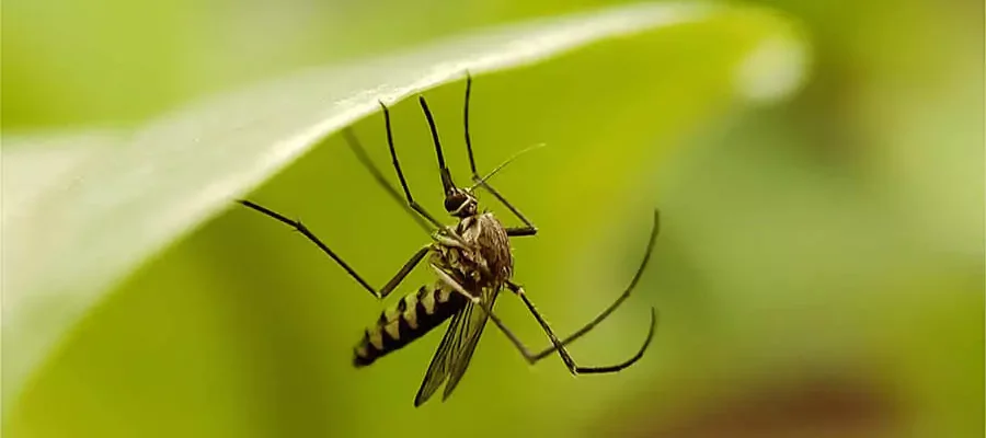 A mosquito