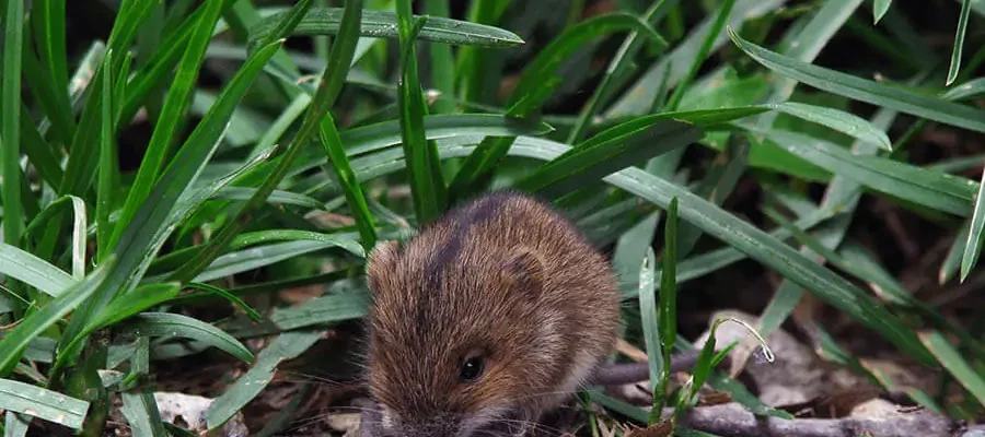 A rodent standing in the grass