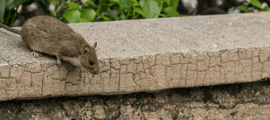A rodent standing on the plank