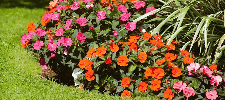 beautiful orange & pink color flowers with a green grass