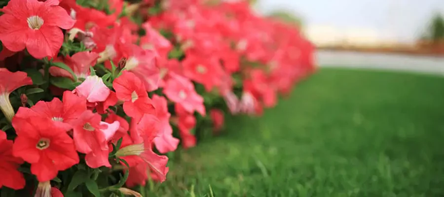 beautiful red flowers with a green lawn