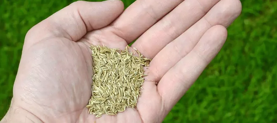 white hand holding seeds