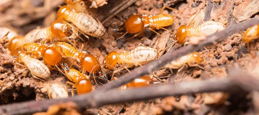 Termite Control 1 lots of termites