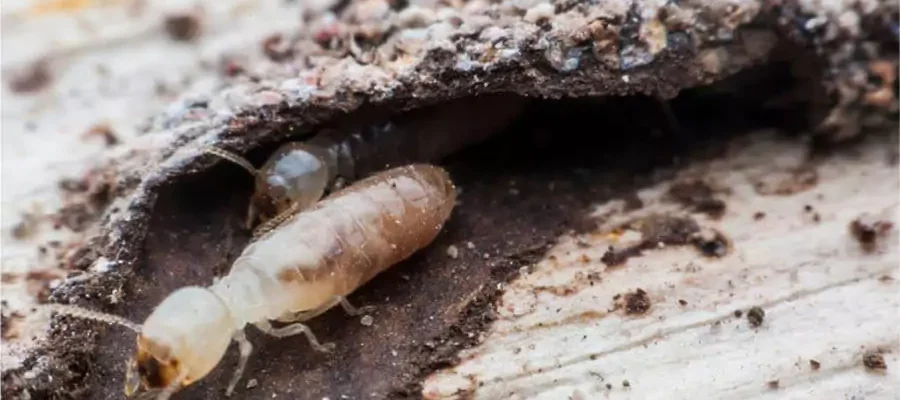 two termites