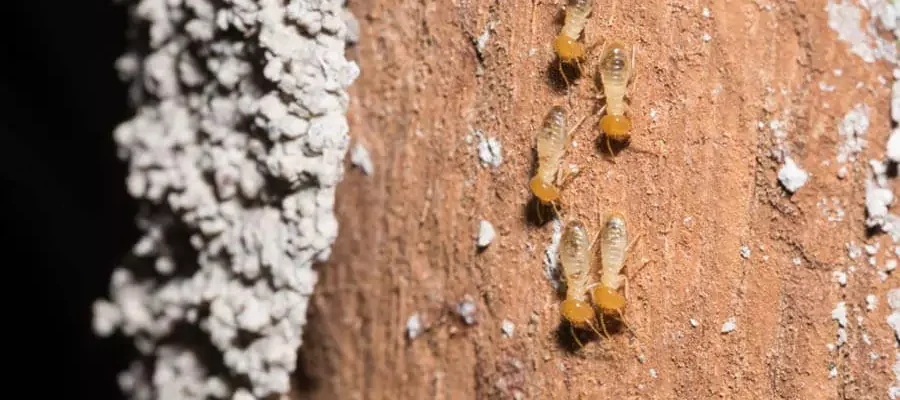 Termites walking on logs at home