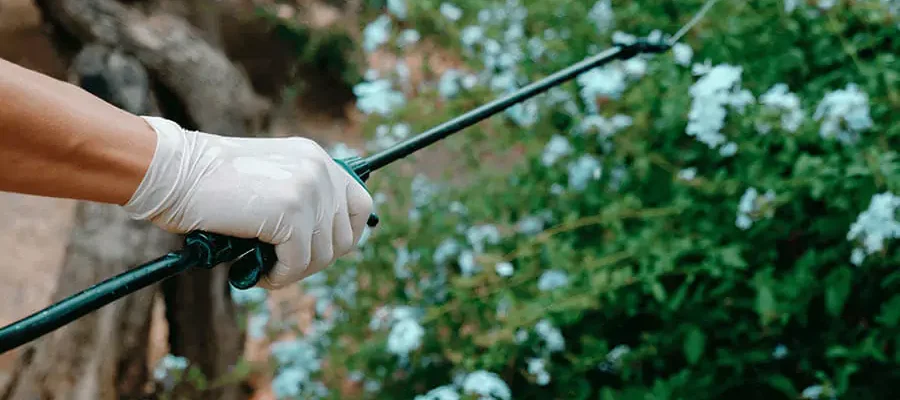 a hand spray Fertilization over the tree
