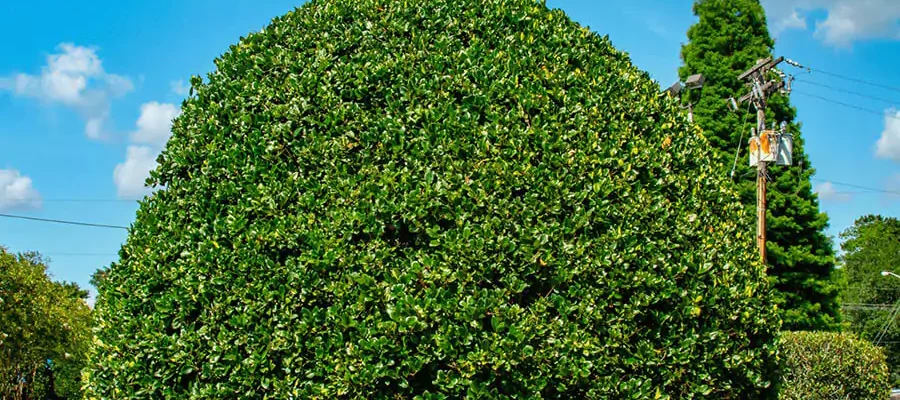 tree and shrub trimming