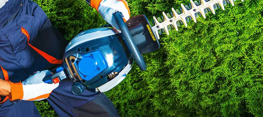 A man trimming & Pruning tree